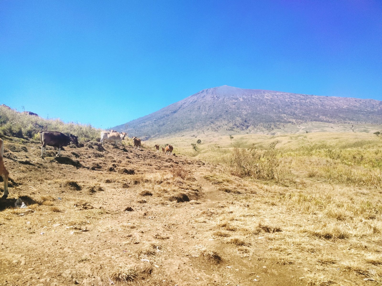 torean rinjani1